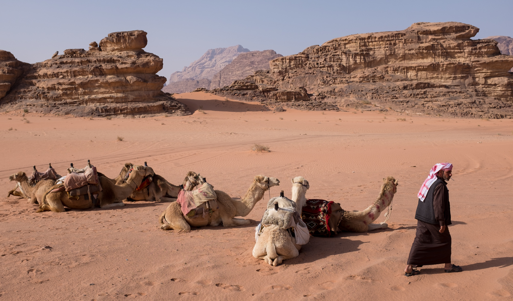 A Bedouin man rests his camels in the Jordanian desert.